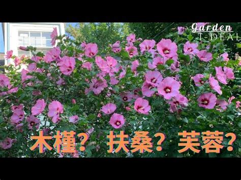 門前種芙蓉|【家庭有菜】芙蓉種植的四個技巧，不怕你種不起來